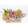 BROMELIA NEOREGELIA VARIADA VARIEGATA P14