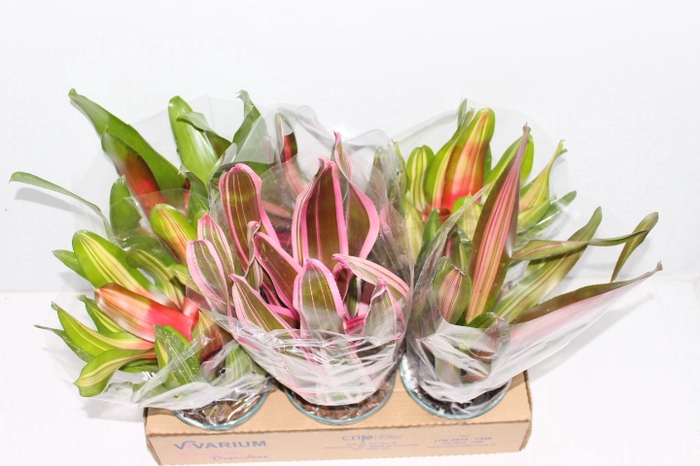 <h4>BROMELIA NEOREGELIA VARIADA VARIEGATA P14</h4>