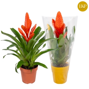 Vriesea Int Orange Oranje (Met Hoes)
