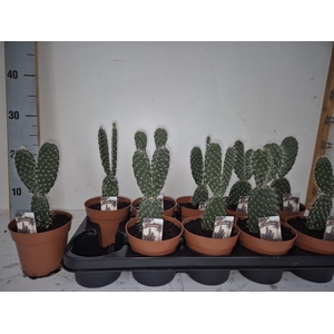 OPUNTIA