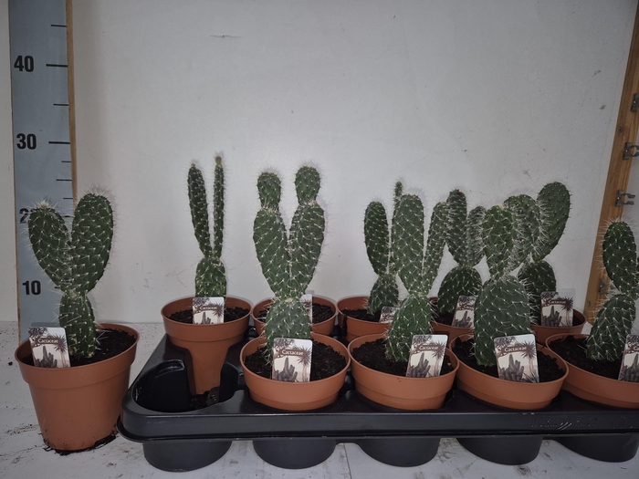 <h4>OPUNTIA</h4>