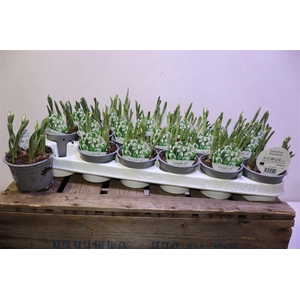 arr8 Galanthus Hippolyta