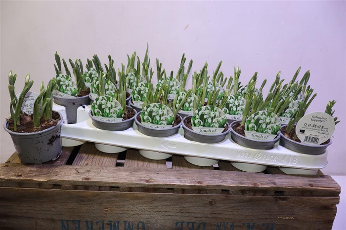 <h4>arr8 Galanthus Hippolyta</h4>