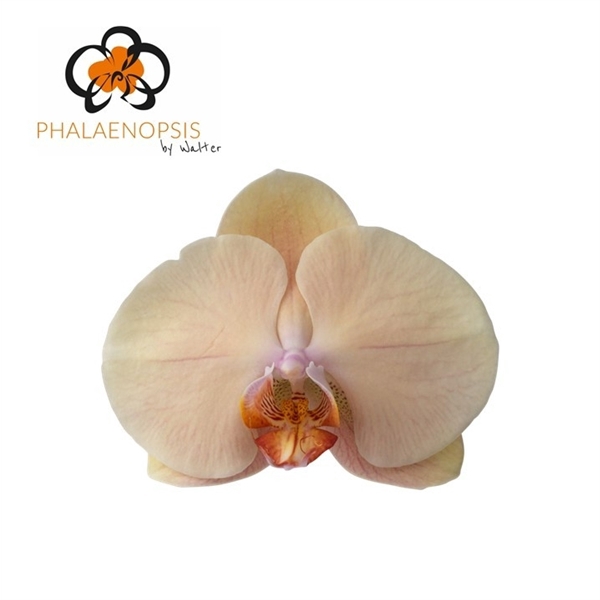 <h4>Phal Royal Peach 25 Flowers</h4>