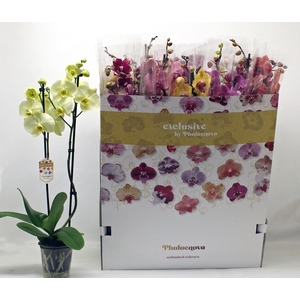 PHAL GEM 10 KL