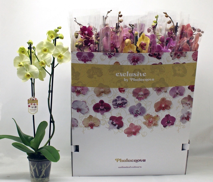 <h4>PHAL GEM 10 KL</h4>