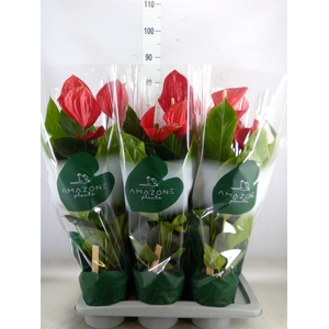 Anthurium andr. 'Melodia'