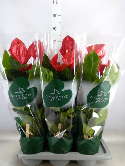 <h4>Anthurium andr. 'Melodia'</h4>