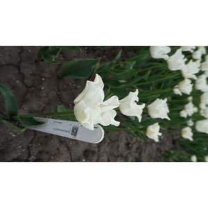 Tu Co White Crown of Dynasty