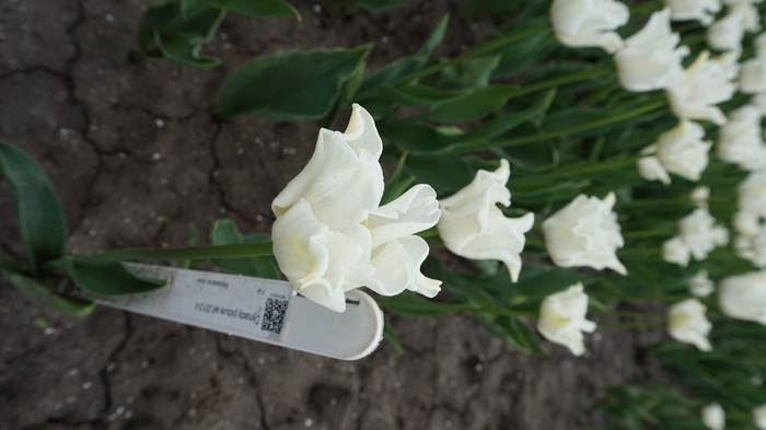 <h4>Tu Co White Crown of Dynasty</h4>