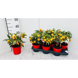 Citrus Kumquat medi-stem (s2)