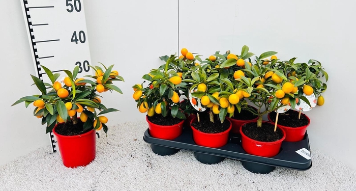 <h4>Citrus Kumquat medi-stem (s2)</h4>