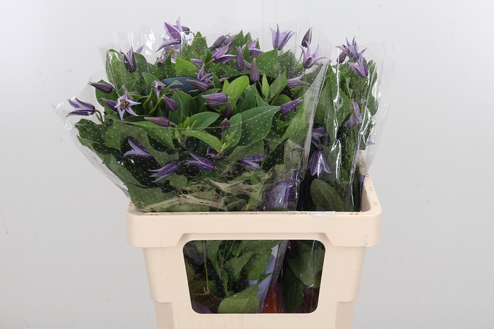 <h4>Clem Star River Lavendel</h4>