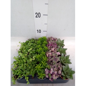 Planten  ..mix