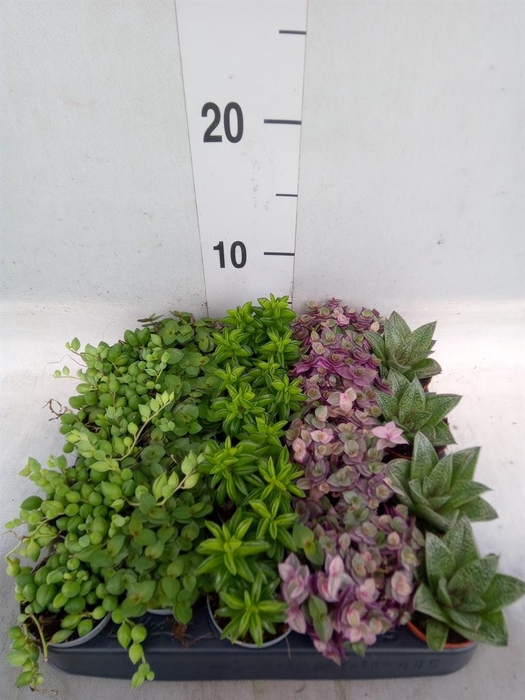 <h4>Planten  ..mix</h4>