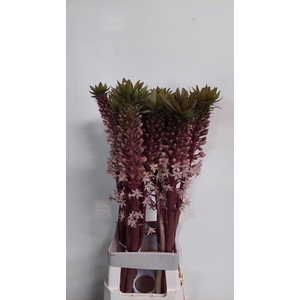 EUCOMIS OV