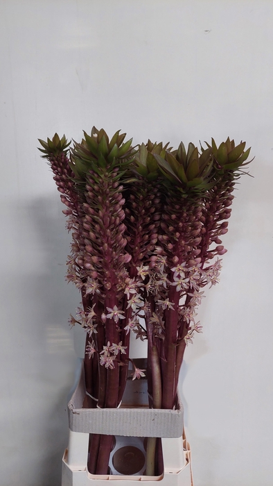 <h4>EUCOMIS OV</h4>