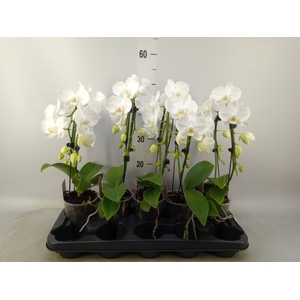 Phalaenopsis   ...white