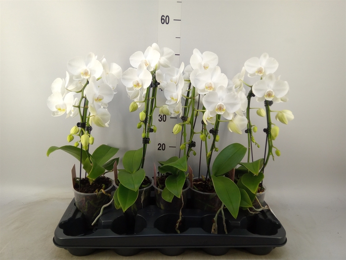 <h4>Phalaenopsis   ...white</h4>