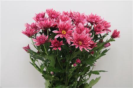 <h4>Chr T Stellini</h4>