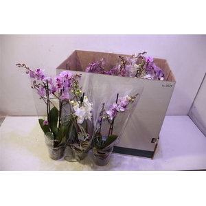 Phal Mf Gem 8 Kl