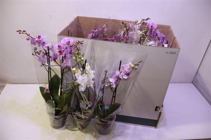 <h4>Phal Mf Gem 8 Kl</h4>
