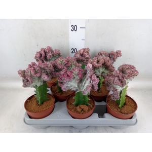 Euphorbia lactea