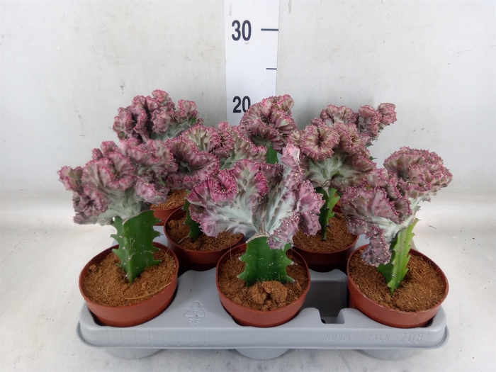 <h4>Euphorbia lactea</h4>
