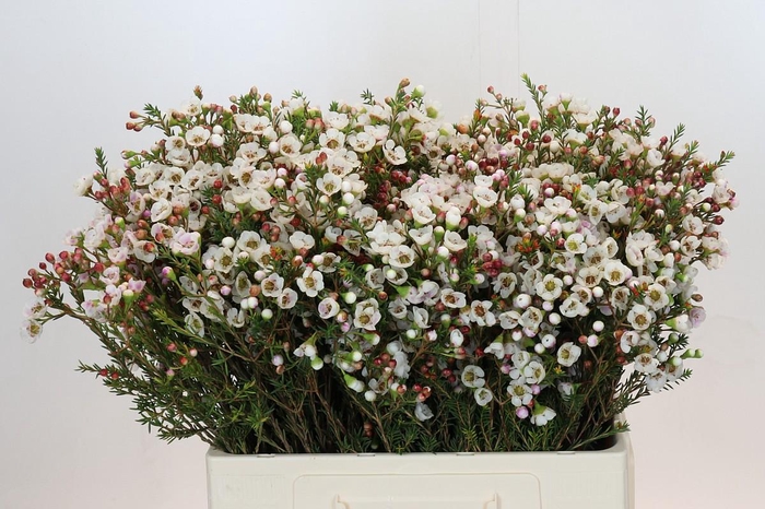 <h4>Chamelaucium Moonlight Delight</h4>