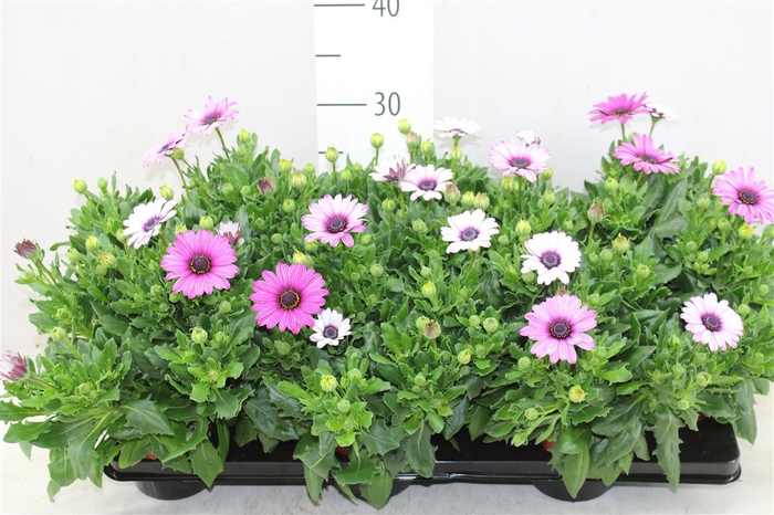 <h4>Osteospermum Roze Bicolor</h4>