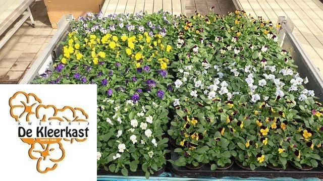 <h4>VIO CO MIXK</h4>