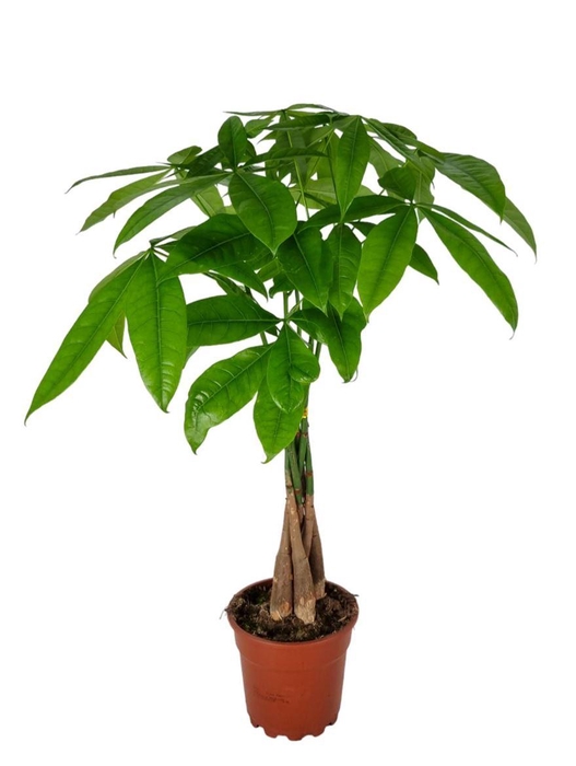 <h4>Pachira Aquatica</h4>