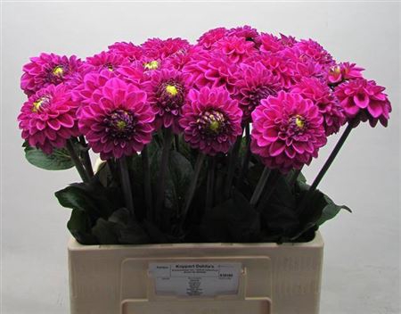 <h4>Dahl Ball Purple Fox</h4>