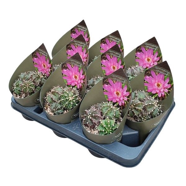 <h4>Gymnocalycium Mihanovichii Potcover</h4>