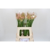 Nerine Vesta K