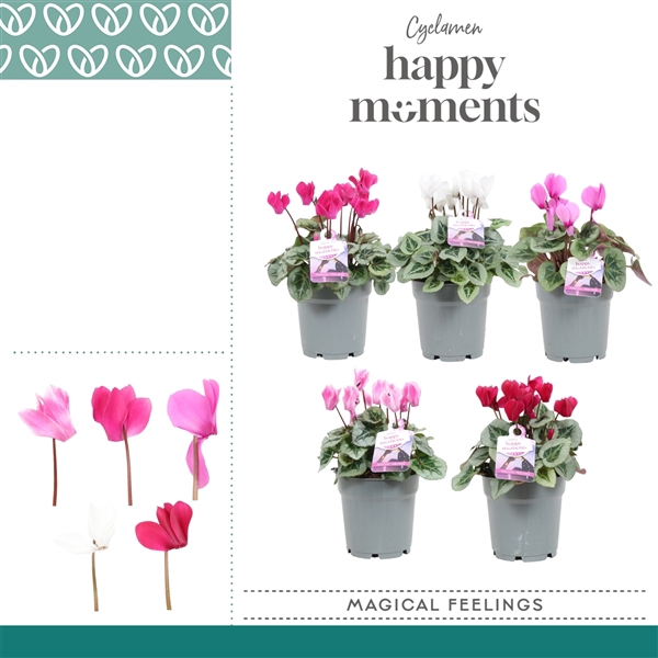 <h4>Cyclaam Magical Feelings</h4>