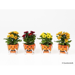 CHRYS.IND.HYBRID MINI P6 E4809 HALLOWEEN