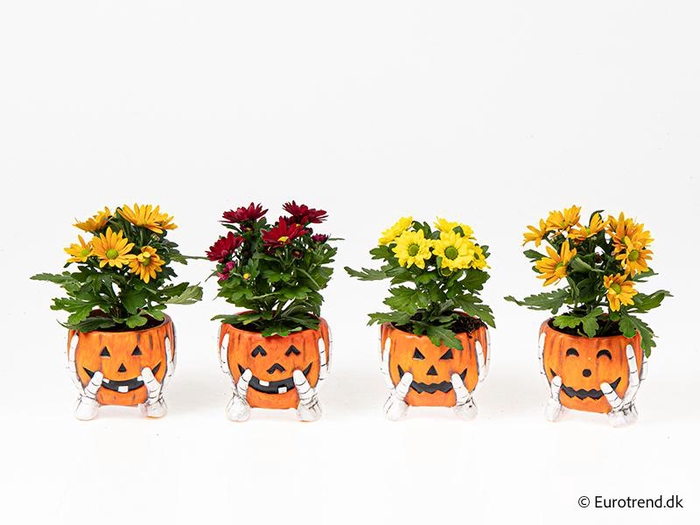 <h4>CHRYS.IND.HYBRID MINI P6 E4809 HALLOWEEN</h4>