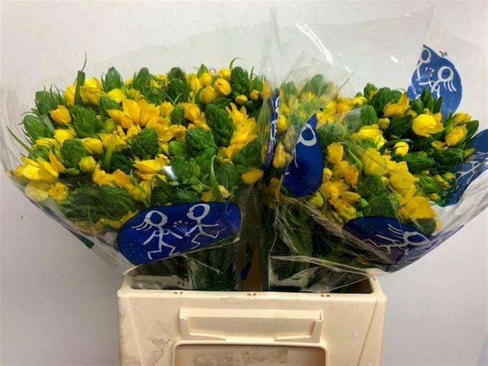 <h4>ORNIT DB YELLOW ASA</h4>