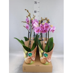 Phalaenopsis   ...rose