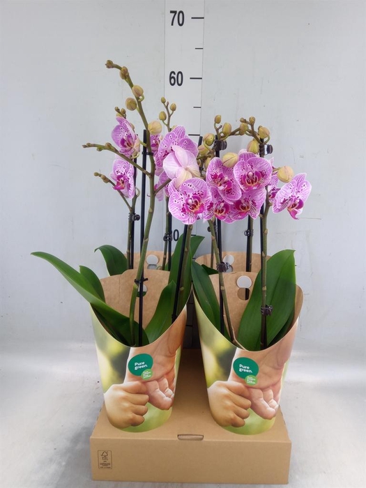 <h4>Phalaenopsis   ...rose</h4>