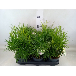 Asparagus falcatus