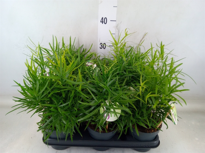 <h4>Asparagus falcatus</h4>