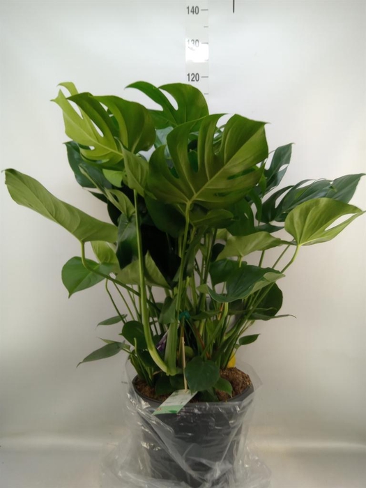 <h4>Monstera delic.</h4>