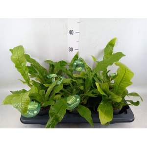 Microsorum musifolium 'Crocodyllus'