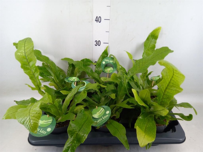 <h4>Microsorum musifolium 'Crocodyllus'</h4>