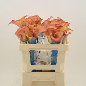 Calla Odeon