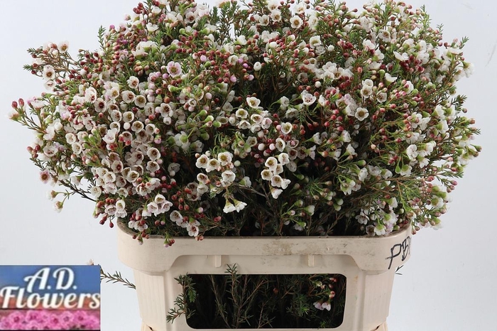 <h4>Cham un white Lion</h4>