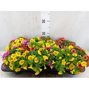 Calibrachoa  'Cabaret MM Cafe Pari'