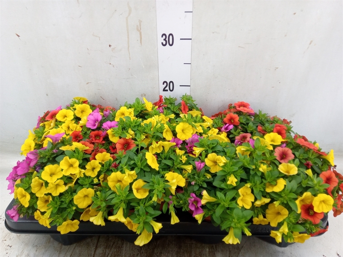 <h4>Calibrachoa  'Cabaret MM Cafe Pari'</h4>